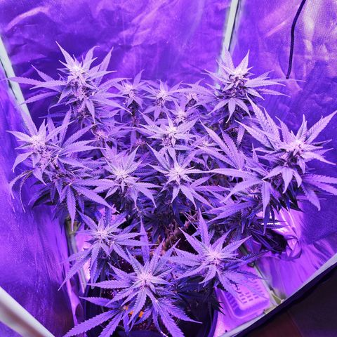 Glueberry OG  growlog timeline photo