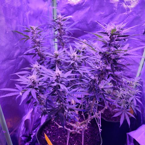 Glueberry OG  growlog timeline photo