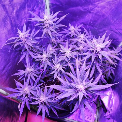 Glueberry OG  growlog timeline photo
