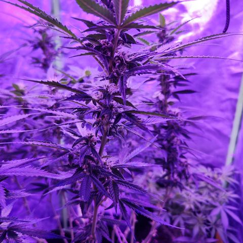 Glueberry OG  growlog timeline photo