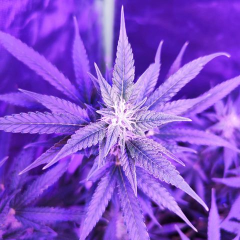 Glueberry OG  growlog timeline photo