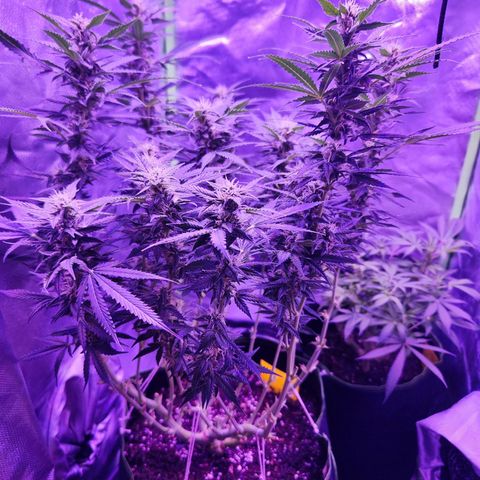 Glueberry OG  growlog timeline photo