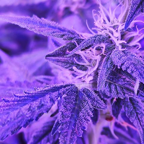 Glueberry OG  growlog timeline photo