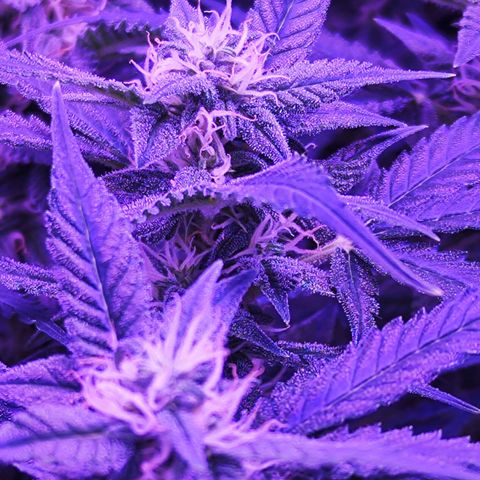 Glueberry OG  growlog timeline photo