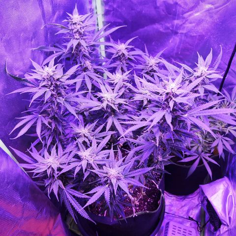 Glueberry OG  growlog timeline photo