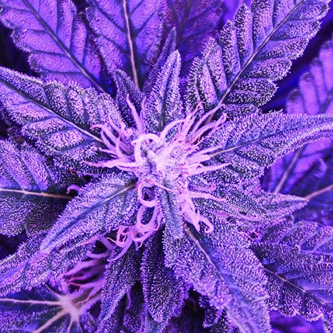 Glueberry OG  growlog timeline photo