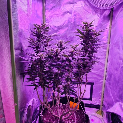 Glueberry OG  growlog timeline photo