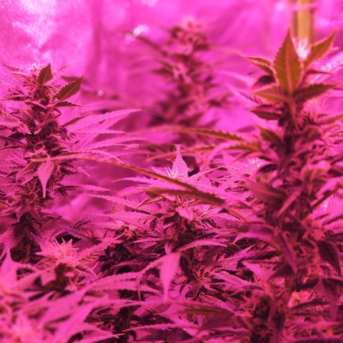 Glueberry OG  growlog timeline photo