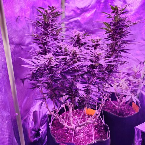 Glueberry OG  growlog timeline photo