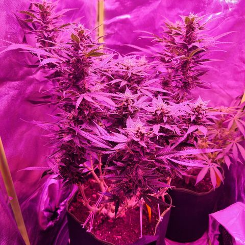 Glueberry OG  growlog timeline photo