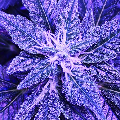 Glueberry OG  growlog timeline photo