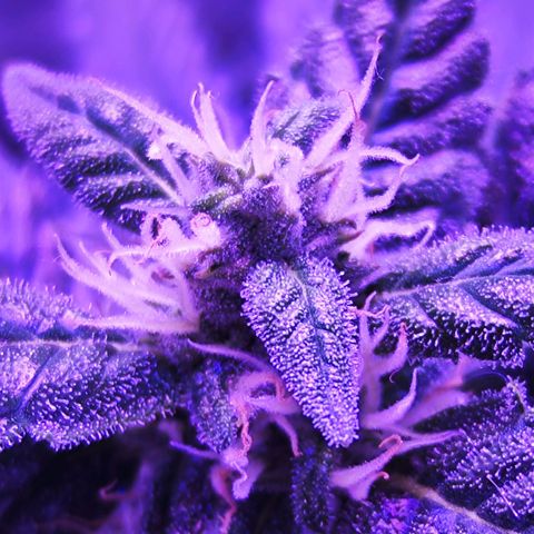 Glueberry OG  growlog timeline photo