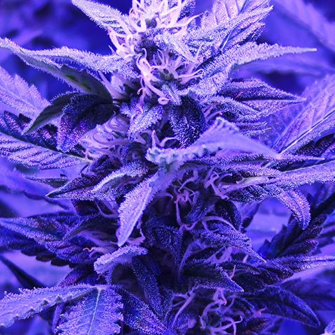 Glueberry OG  growlog timeline photo