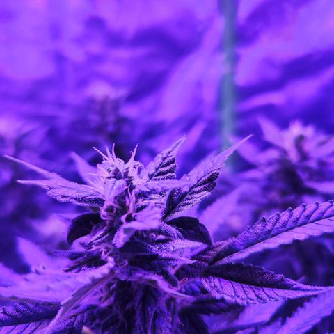 Glueberry OG  growlog timeline photo