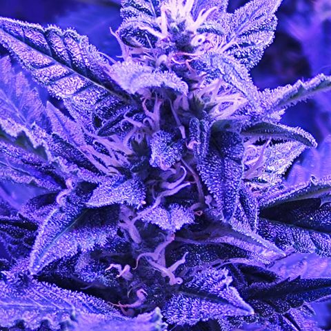 Glueberry OG  growlog timeline photo
