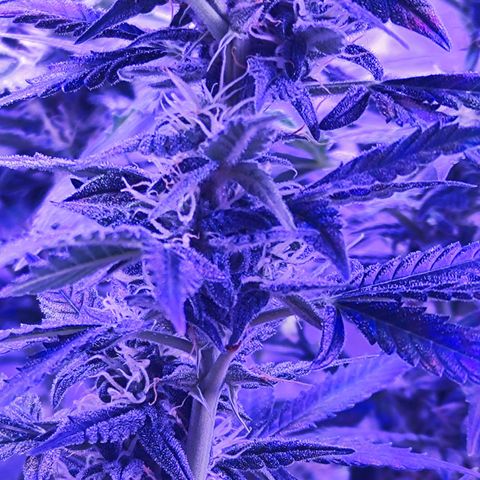 Glueberry OG  growlog timeline photo