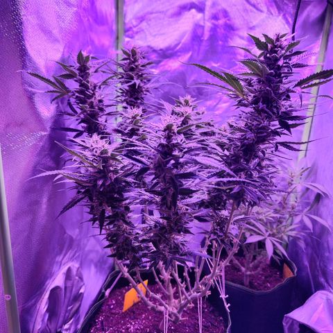 Glueberry OG  growlog timeline photo