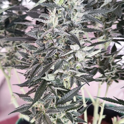 Glueberry OG  growlog timeline photo