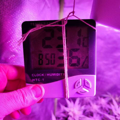 Glueberry OG  growlog timeline photo