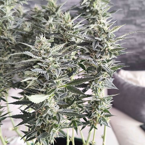 Glueberry OG  growlog timeline photo