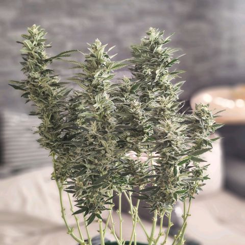 Glueberry OG  growlog timeline photo