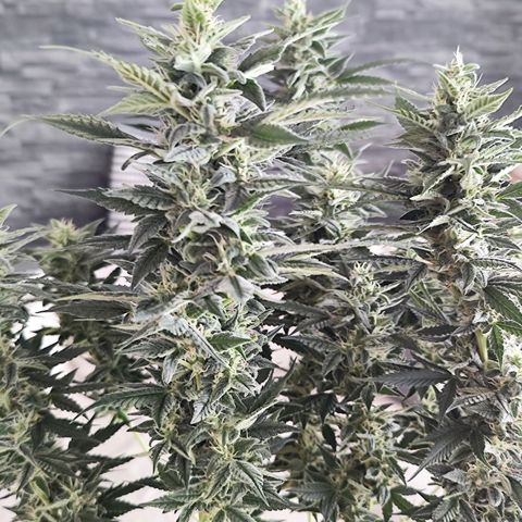 Glueberry OG  growlog timeline photo