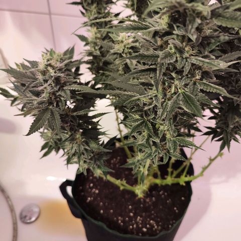 Glueberry OG  growlog timeline photo