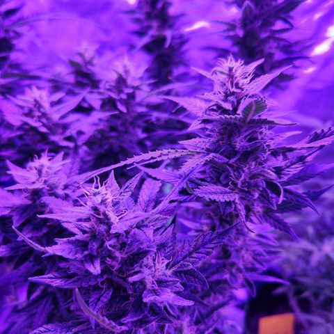 Glueberry OG  growlog timeline photo