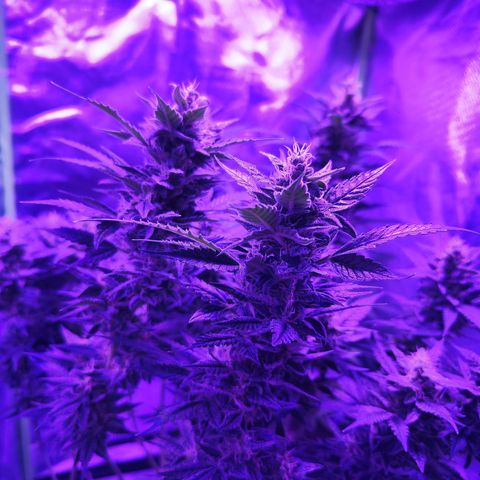 Glueberry OG  growlog timeline photo
