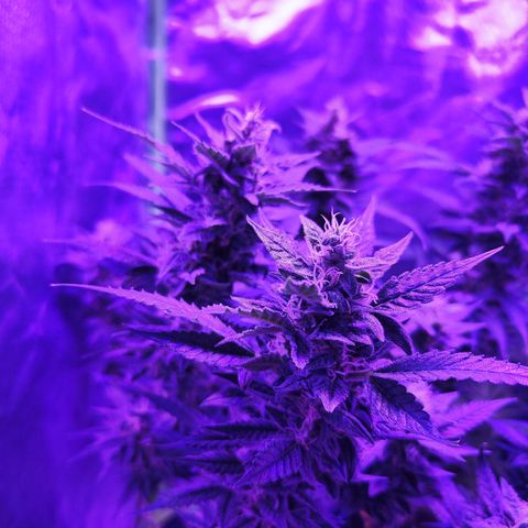 Glueberry OG  growlog timeline photo