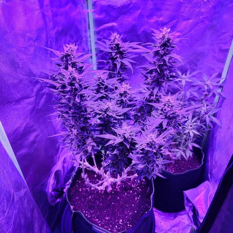 Glueberry OG  growlog timeline photo