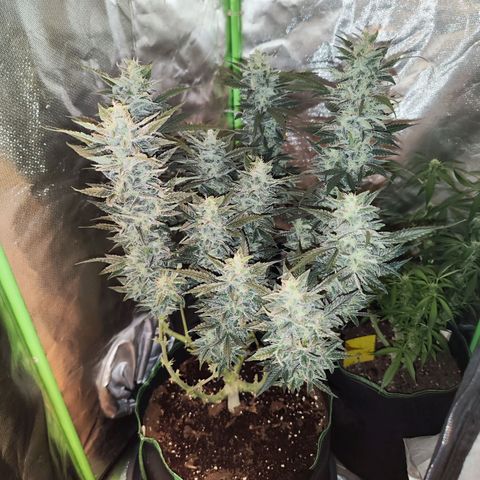 Glueberry OG  growlog timeline photo
