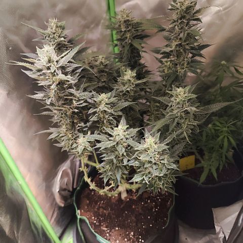 Glueberry OG  growlog timeline photo