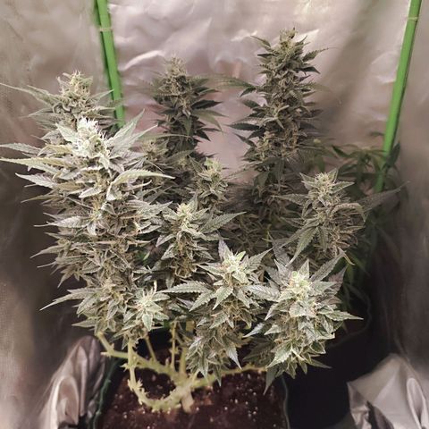 Glueberry OG  growlog timeline photo