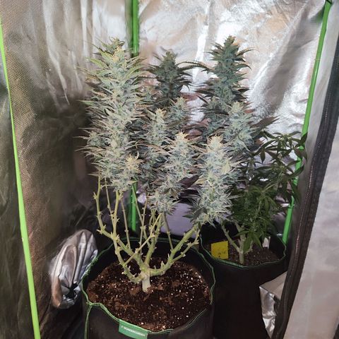 Glueberry OG  growlog timeline photo