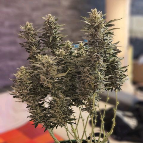 Glueberry OG  growlog timeline photo