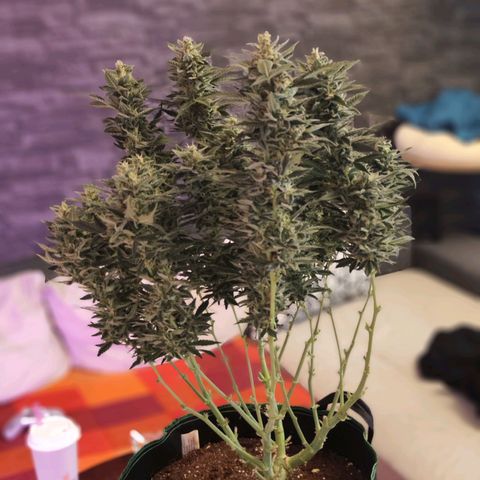 Glueberry OG  growlog timeline photo