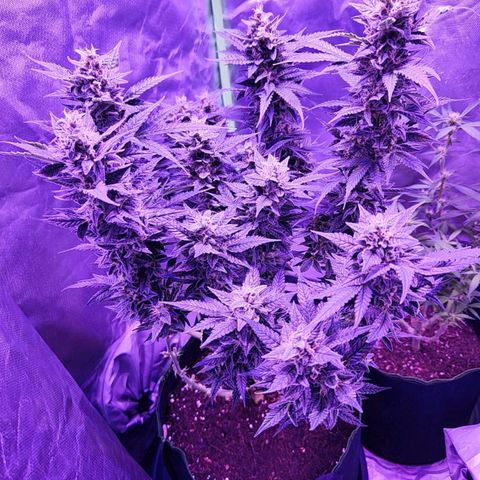 Glueberry OG  growlog timeline photo