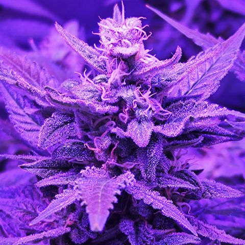 Glueberry OG  growlog timeline photo
