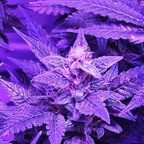 Glueberry OG  growlog timeline photo