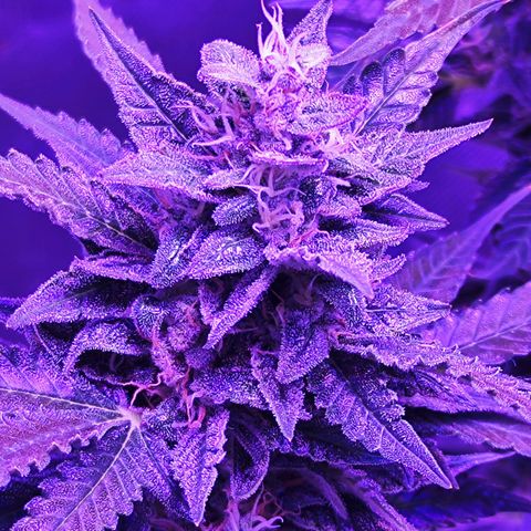 Glueberry OG  growlog timeline photo