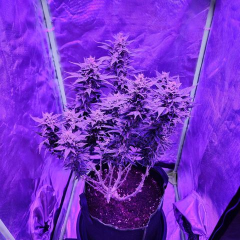 Glueberry OG  growlog timeline photo