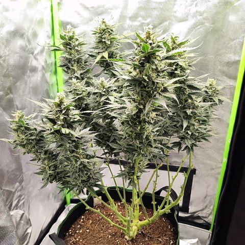 Glueberry OG  growlog timeline photo