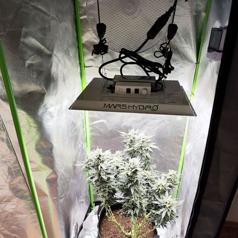 Glueberry OG  growlog timeline photo