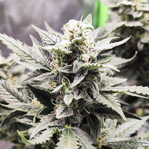 Glueberry OG  growlog timeline photo