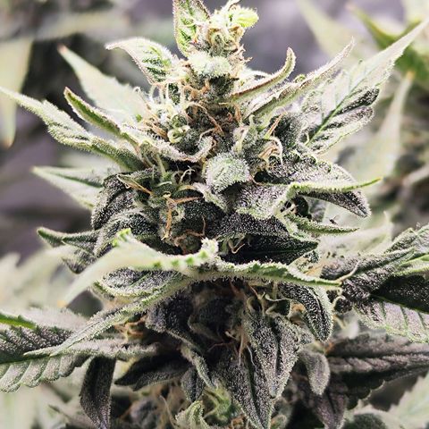 Glueberry OG  growlog timeline photo