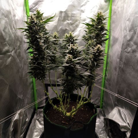 Glueberry OG  growlog timeline photo