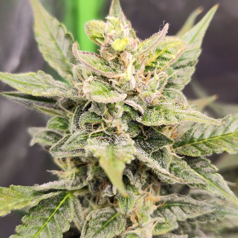Glueberry OG  growlog timeline photo