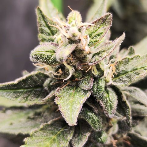Glueberry OG  growlog timeline photo