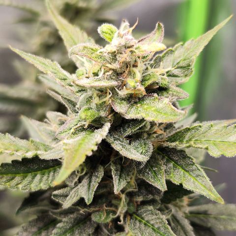 Glueberry OG  growlog timeline photo